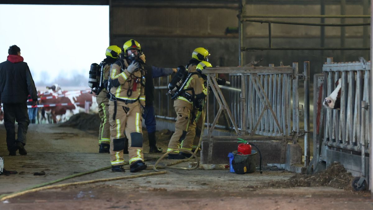 Tientallen koeien gered uit brandende stal