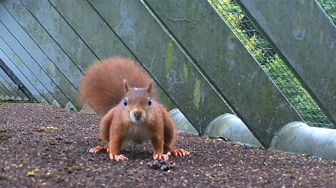 Eekhoorn op de brug