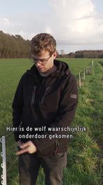 Schapen prooi van wolf