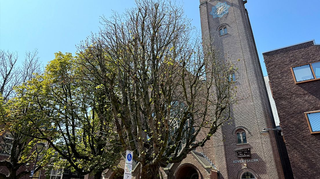 De kastanjebomen (enigszins) in bloei
