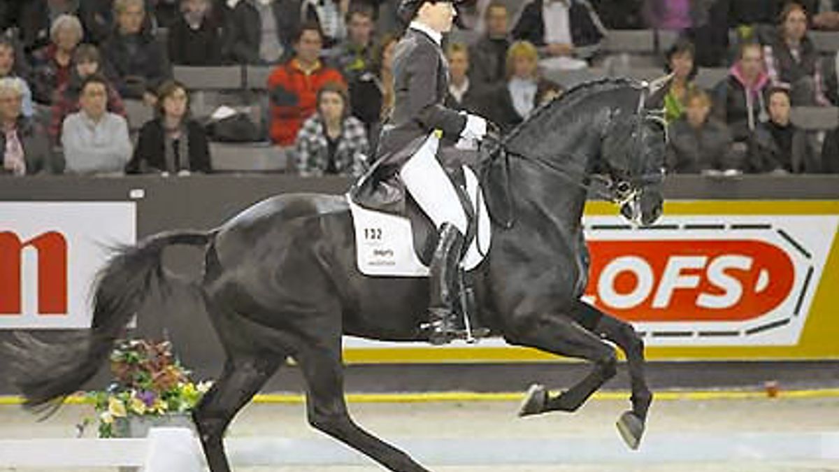 Ondernemers Ruinen blij met komst hippisch centrum - RTV Drenthe