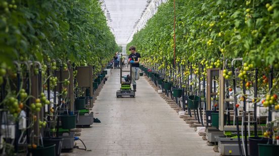 Waterschap wil dat glastuinbouw meer doet tegen watervervuiling