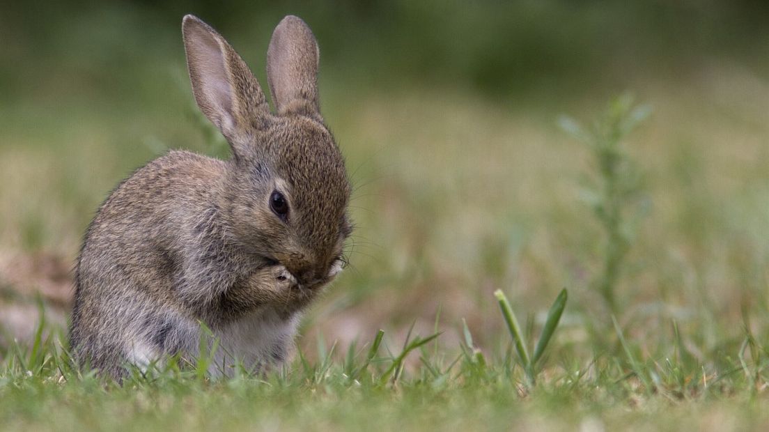 Wist je dat konijnen hun eigen poep eten? (Rechten: Free Nature Images/Mark Zekhuis)