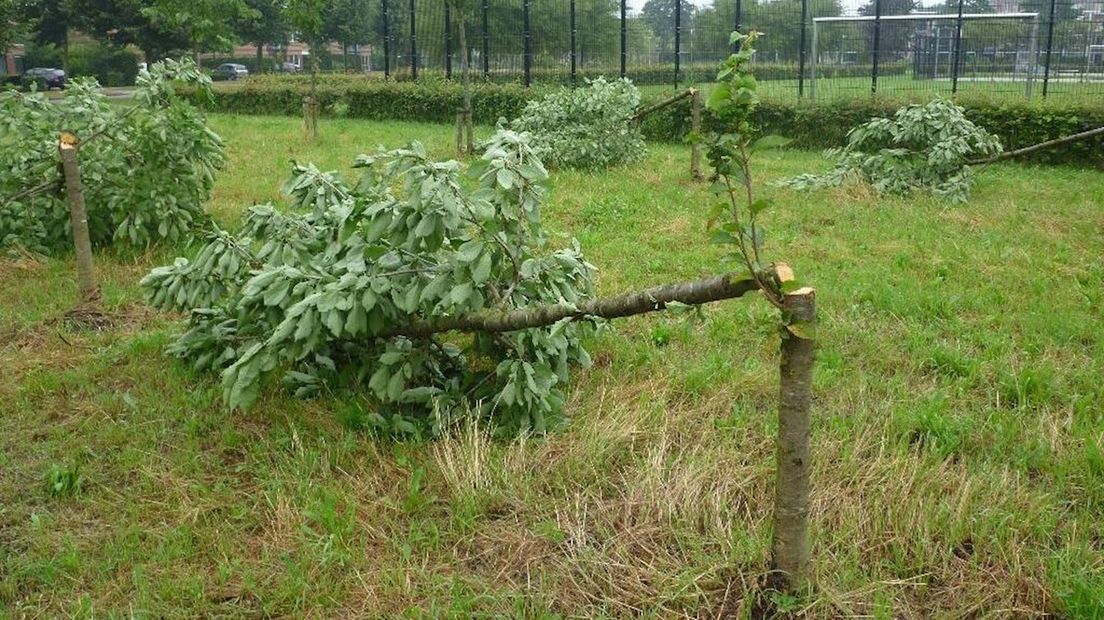 Omgezaagde bomen in Zwolle