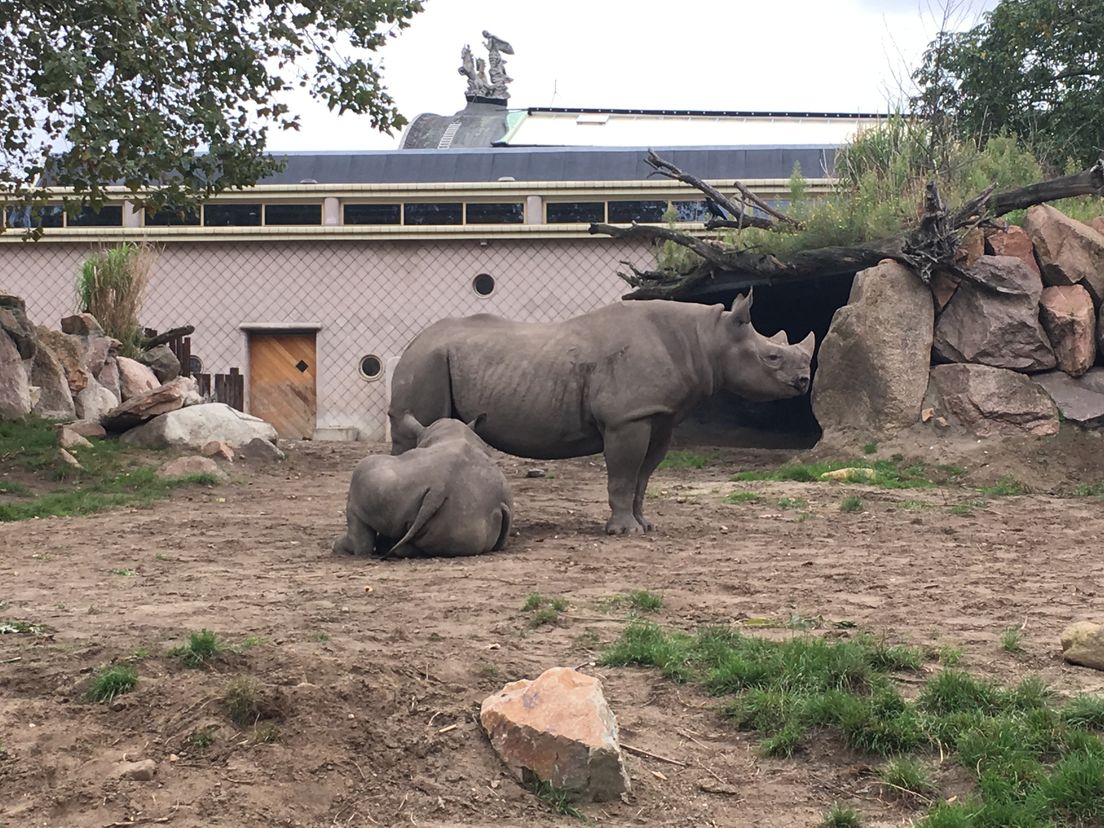 Zwarte neushoorns in Diergaarde Blijdorp