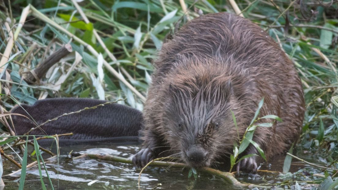 De bever rukt op