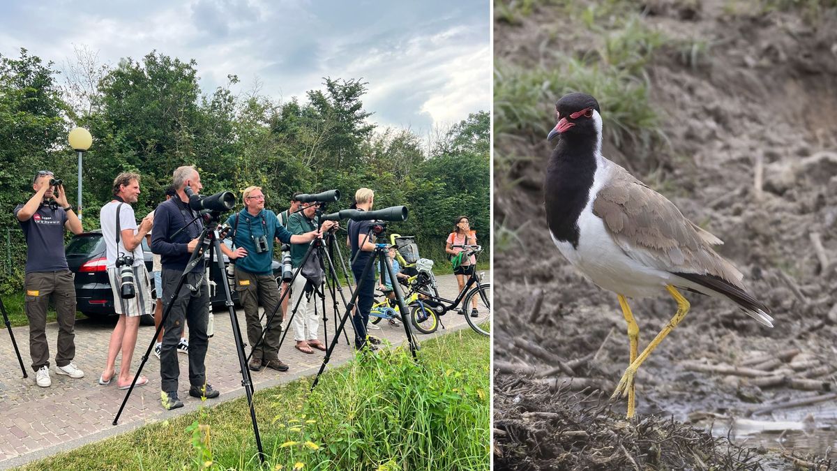 Vogelspotters rukken uit voor vogel die nog maar één keer eerder in Nederland is gezien