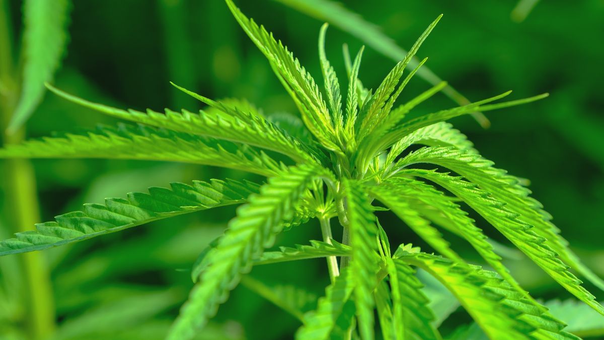 Hennepkwekerij ontdekt in Coevorden, bewoner van wijk Buitenvree aangehouden