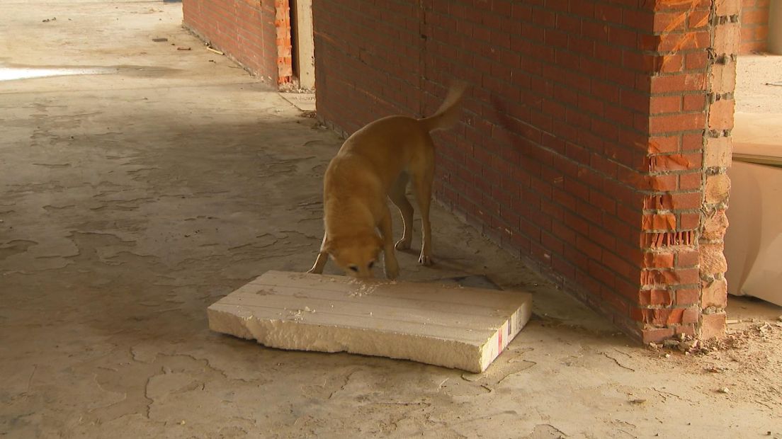De labrador heeft Joyce geroken