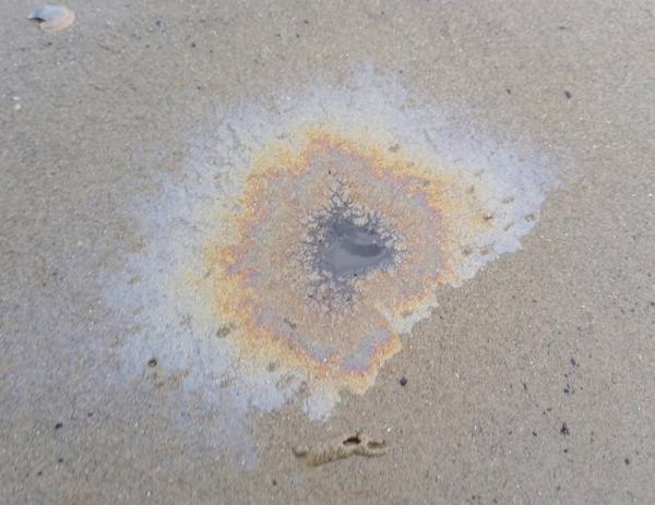 Geen grote olieresten gevonden in Zeeuwse natuur na springtij, natuurorganisatie voorzichtig positief