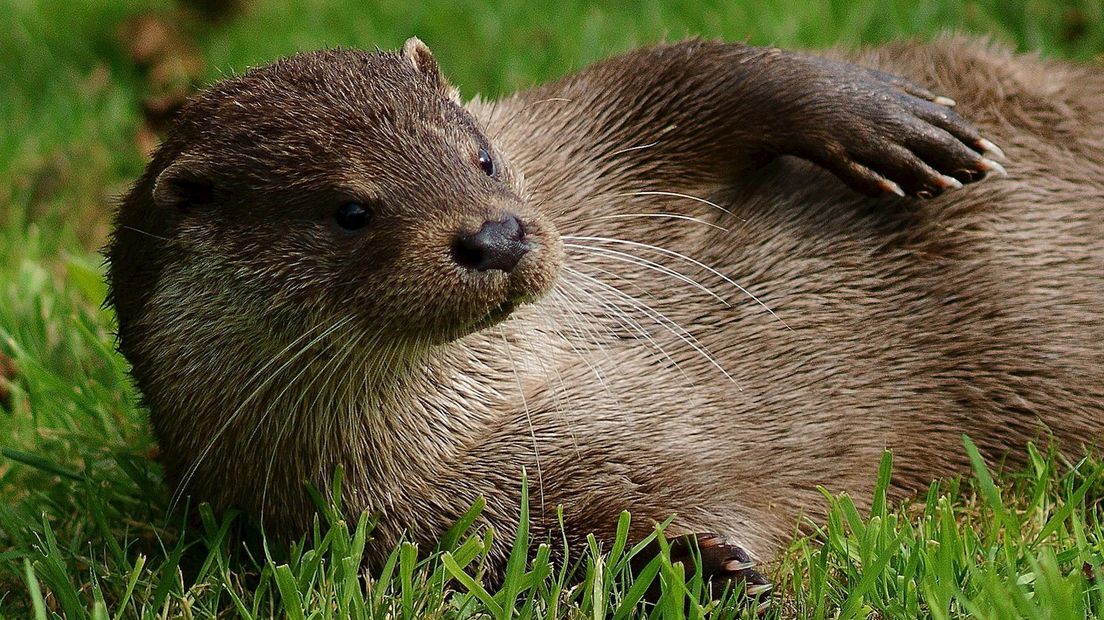 Meer bijzondere natuur in de stad