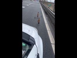 Dappere babyganzen maken gevaarlijke tocht over de Brienenoordbrug