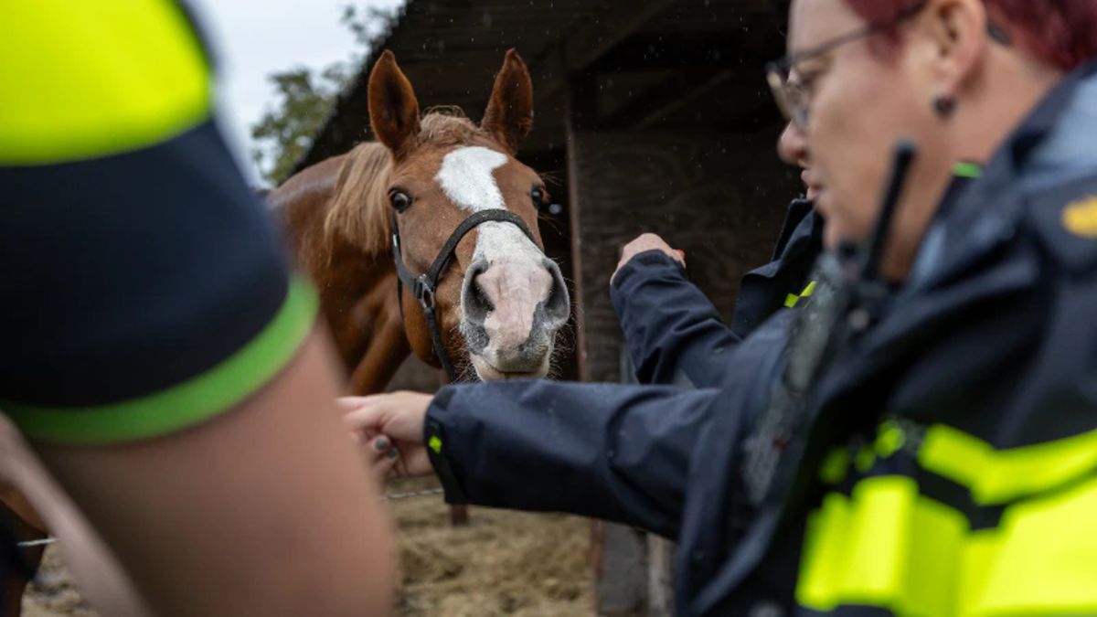 Paardenbranche onder de loep: zorgen over dierenwelzijn en mogelijke criminaliteit