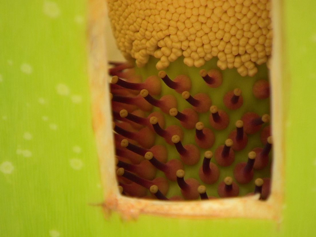 Close-up of the flowers inside the spathe