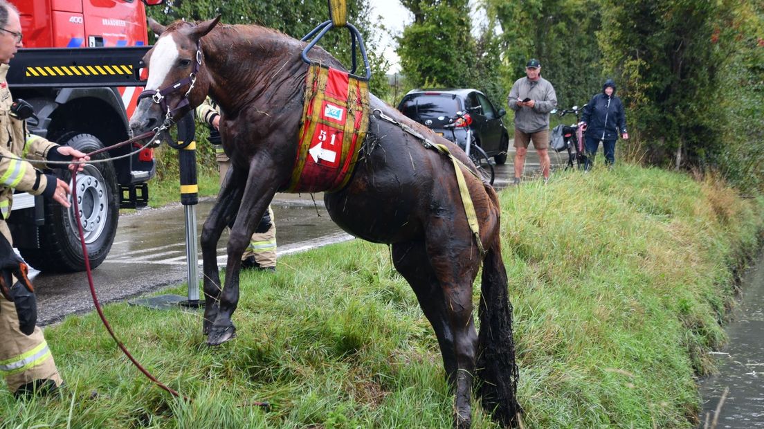 Brandweer redt paard uit sloot