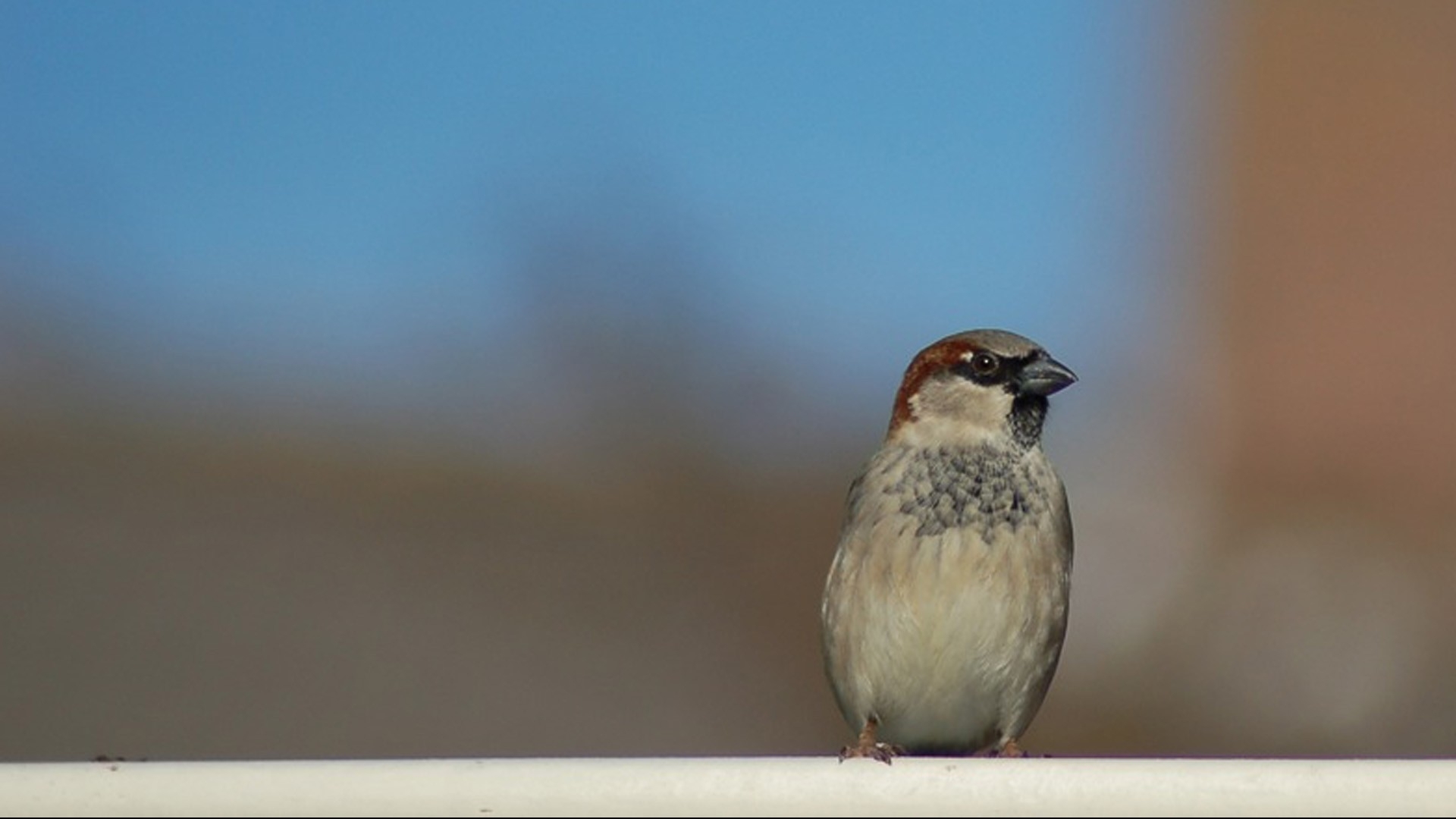 Huismus Opnieuw Meest Geziene Vogel Bij Tuinvogeltelling: 'Geeft Een ...