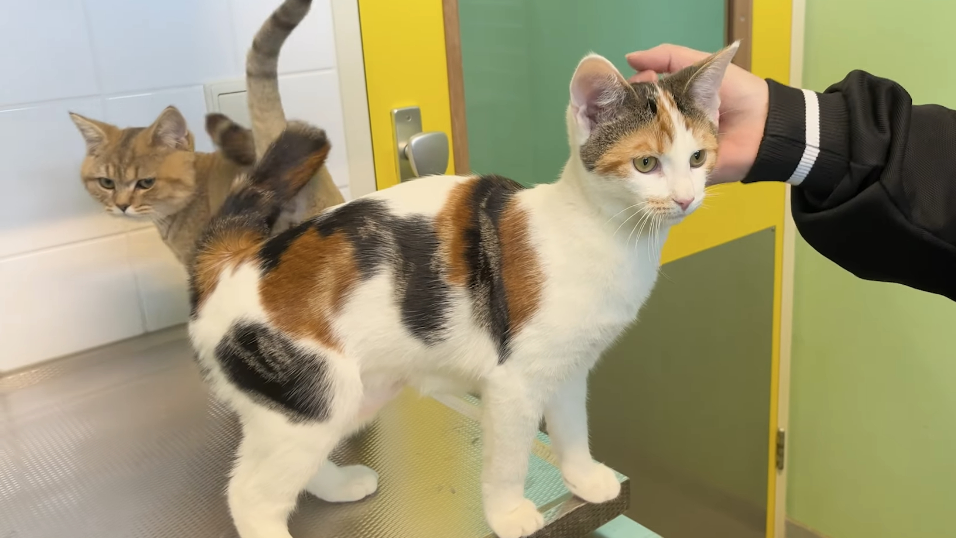 Kat Muffin (voorgrond) en Maggie (achtergrond).