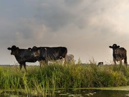 Boeren praten mee over landbouwvisie Zuidwest-Drenthe