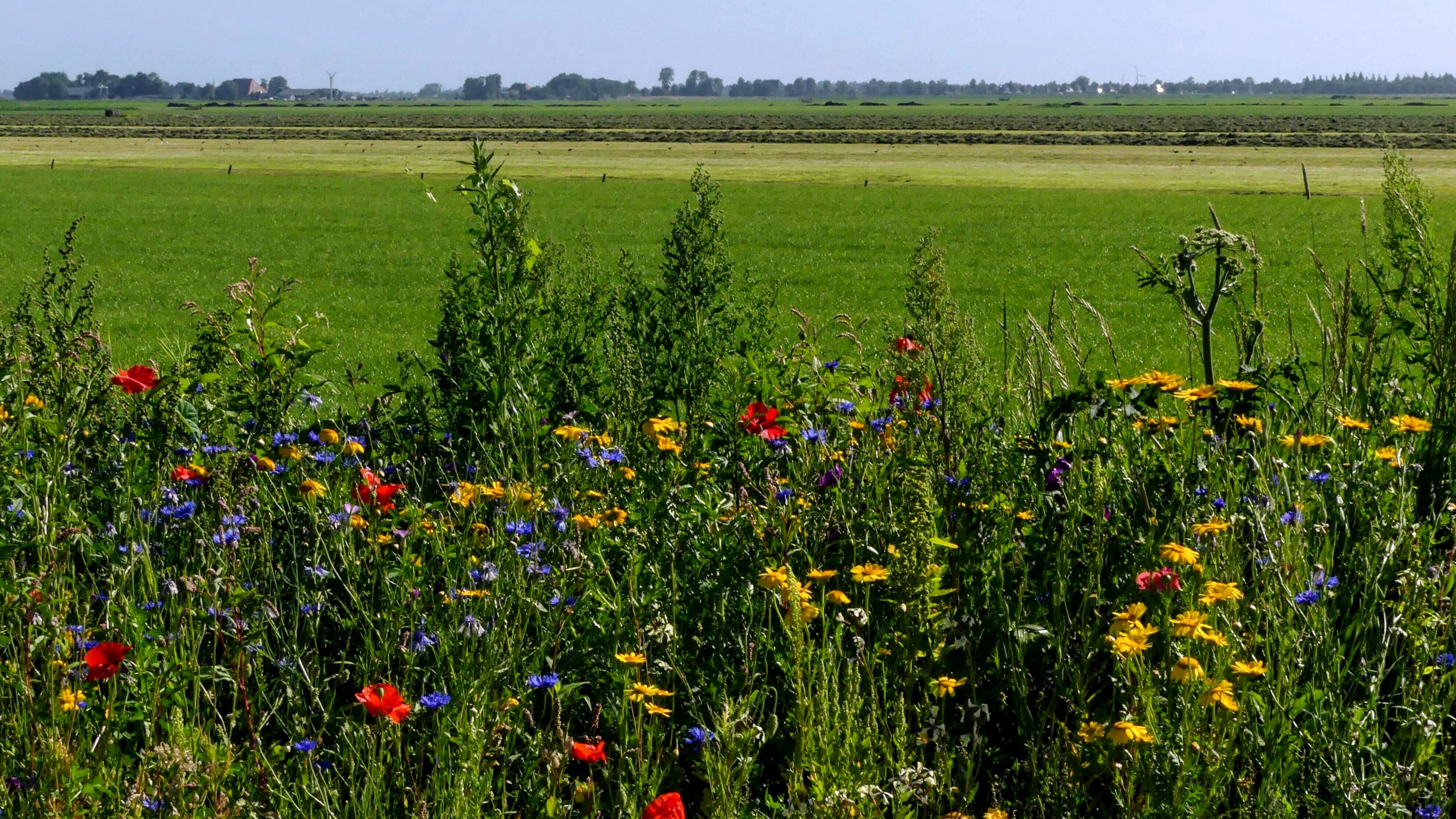 Blommegroei yn Tropherne