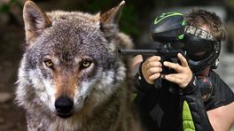Provincie moet per direct stoppen met beschieten wolf met verfkogels