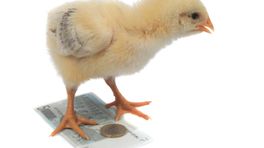 Arubaanse verdachten kipcashzaak ook ‘vrij’