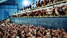 Ophokplicht voor pluimvee in Drenthe opgeheven
