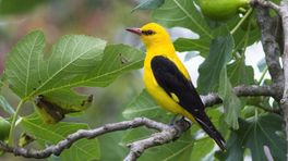 Waarom dit typische gele vogeltje zich thuis voelt in de Achterhoek