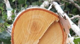 ‘Bomenmishandeling’ in Nijmegen moet stoppen, vindt raadslid