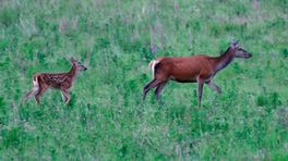 Op zoek naar jong wild: geboortegolf bij herten op Veluwe