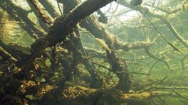 Dode bomen brengen nieuw leven in de IJssel