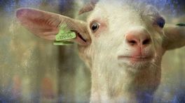 'De boel roest vast', debat over geitenstop pas volgende maand
