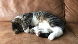 Lopend Vuur: Huiskatten moeten in het voorjaar binnen blijven