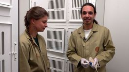 Kijk mee achter de schermen van deze gloednieuwe wildopvang