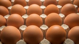 Besmette eieren in Duitsland komen van Gelderse pluimveehouder
