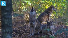 Natuurmonumenten zoekt wolven op de Veluwe