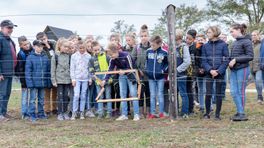 150.000 krokussen geplant langs Belgisch-Nederlandse grens