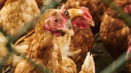 Nieuw vogelgriepgeval bij Drents-Groningse provinciegrens, bijna 15.000 kippen afgemaakt