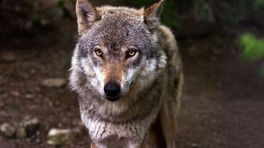 Weer bekeuringen voor wolfspotters  in Park Hoge Veluwe, toch is er kritiek