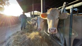 Boeren schenken vlees aan voedselbanken: 'Mensen kunnen zo'n extraatje goed gebruiken'