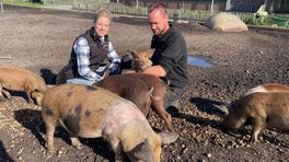 Akkervarken, de toekomst van de varkenshouderij? 'Dat zou zomaar kunnen'