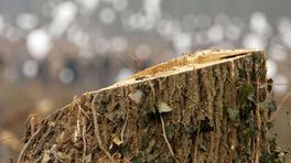 Meer dan driehonderd zieke essen gekapt in gemeente Groningen