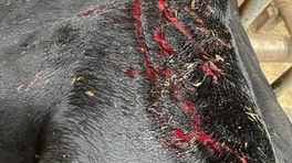 Koeien mogelijk aangevallen door wolf in Wapserveen