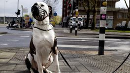 Gemeente Hoogeveen scherpt beleid gevaarlijke honden aan