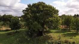 De oudste boom van ons land staat misschien toch niet in Gelderland