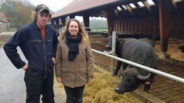 Aaibare waterbuffels nog niet winstgevend: 'Ik word gewoon blij van ze'