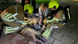 Poes en vijf kittens gered bij brand Echt