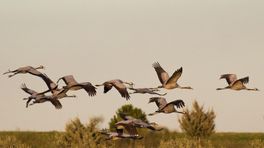 Recordjaar voor kraanvogels in de Achterhoek