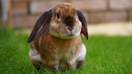 Besmettelijk konijnenvirus duikt op: 'Ze zijn vaak al dood voor ze ziek worden'
