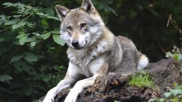 Provincie gaat bij rijk aandringen op 'beheer' van wolf