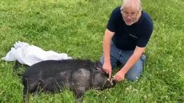 Dierenarts heeft handen vol aan agressief varken: 'Hij zat vol adrenaline'